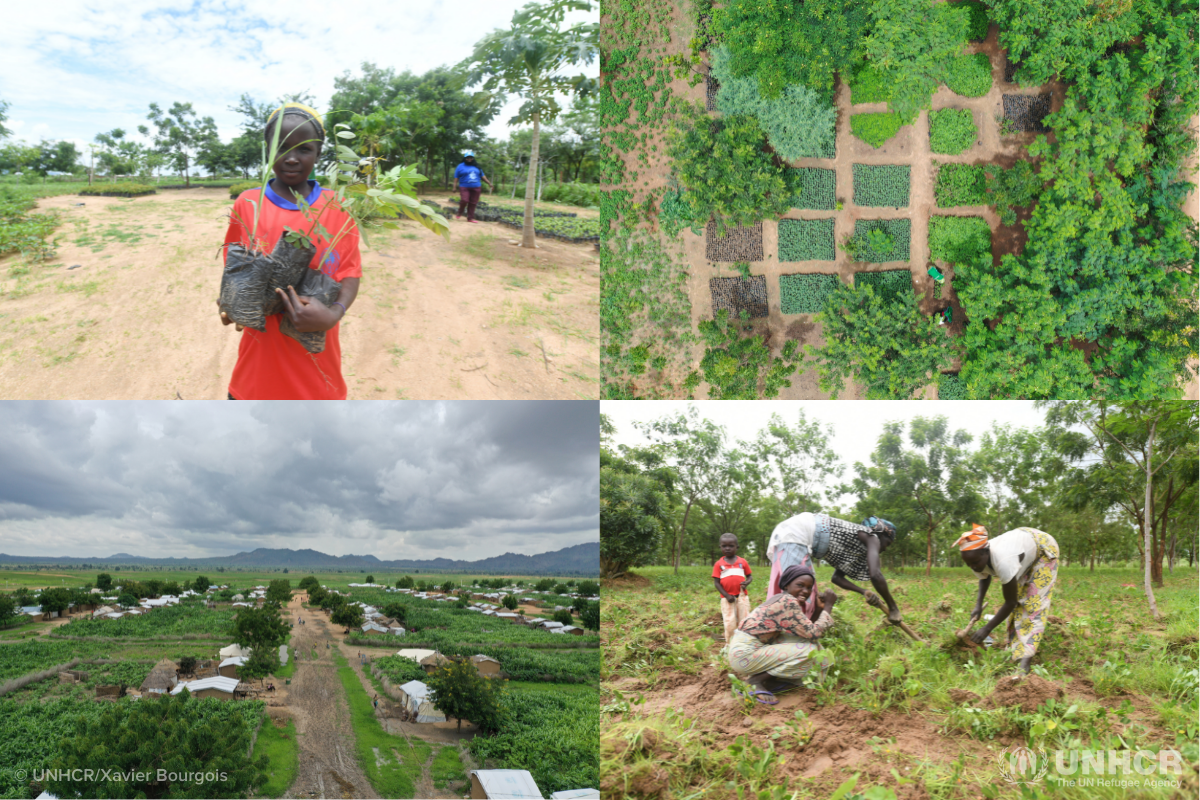 Great Green Wall project in Minawao refugee camp in Cameroon
