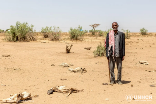 Internally displaced pastoralist Abdullahi Gedi, 55, stands next to the remains of his dead animals in Babacada El-Bahay IDP site in Jijiga. 